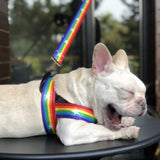 Stylish Rainbow Dog Chain Leash Cool Multi-Color Pet Traction Rope Durable Metal Walking Chain Pet Products