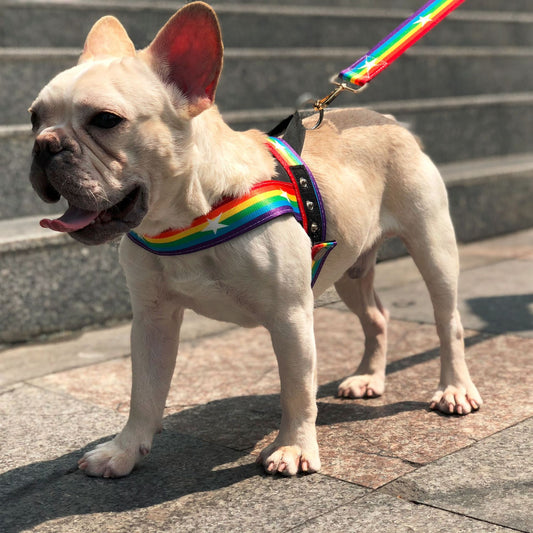 Stylish Rainbow Dog Chain Leash Cool Multi-Color Pet Traction Rope Durable Metal Walking Chain Pet Products